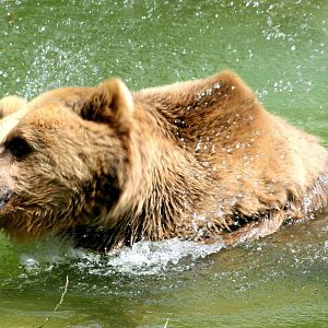 Brown bear splashing; Whipsnade; 23rd July 2016