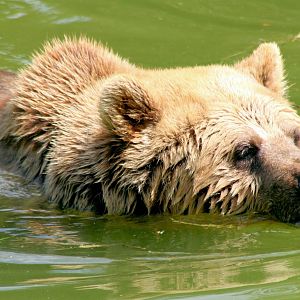 Brown bear swimming; Whipsnade; 23rd July 2016