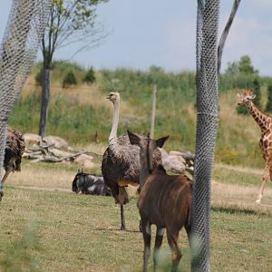 Columbus Zoo - Heart of Africa - July 16 2016