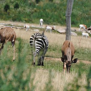 Columbus Zoo - Heart of Africa - July 16 2016
