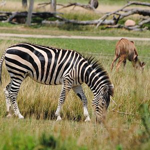 Columbus Zoo - Heart of Africa - July 16 2016