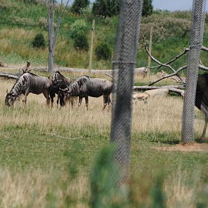 Columbus Zoo - Heart of Africa - July 16 2016