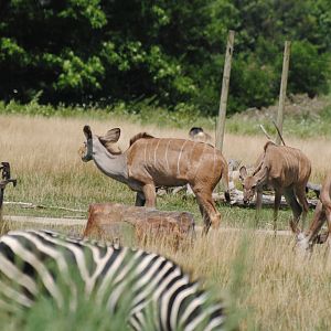 Columbus Zoo - Heart of Africa - July 16 2016