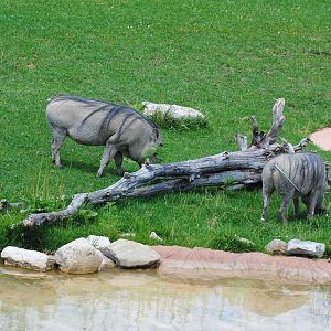 Columbus Zoo - Heart of Africa - July 16 2016