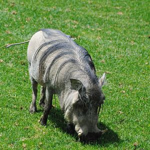 Columbus Zoo - Heart of Africa - July 16 2016