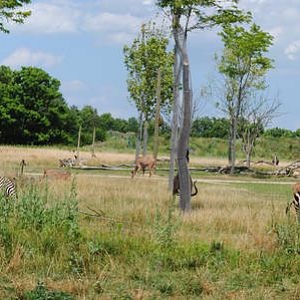 Columbus Zoo - Heart of Africa - July 16 2016