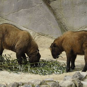 The two Mishmi takin calves