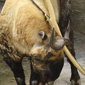 Bull Mishmi takin
