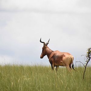 Swaynes Hartebeest