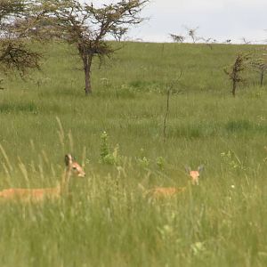 Oribi & Hartebeest