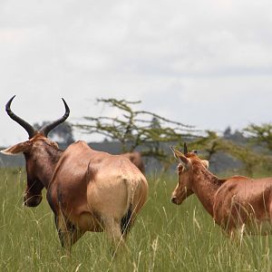 Swaynes hartebeest