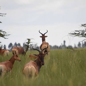 Swaynes hartebeest