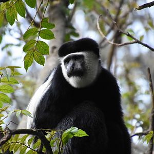 Colobus monkey