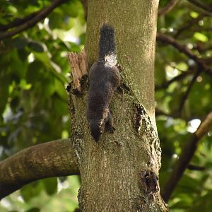 Gambian sun squirrel