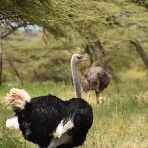 Somali ostrich