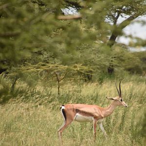 Bright's gazelle