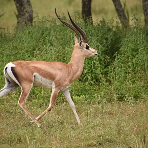 Bright's gazelle