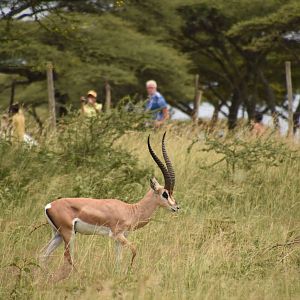 Bright's gazelle