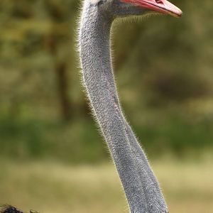 Somali ostrich
