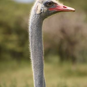 Somali ostrich
