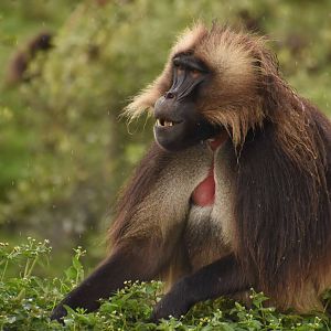 Gelada