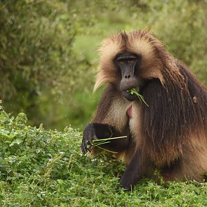 Gelada
