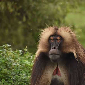 Gelada