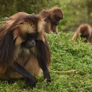 Gelada