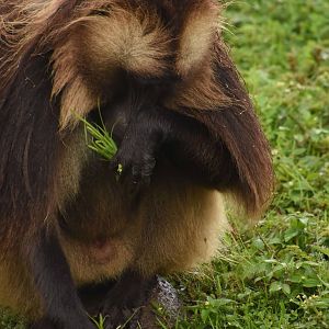 Gelada