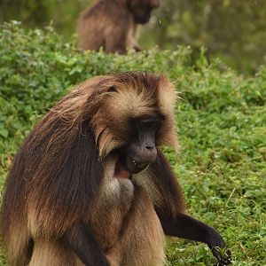 Gelada