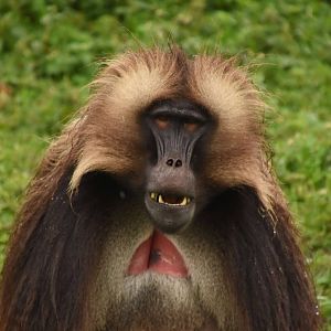 Gelada