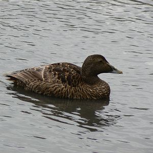 Common Eider Hen - 3 August 2016, Seahouses Harbour