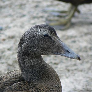 Juvenile Common Eider - 3 August 2016, Seahouses Harbour