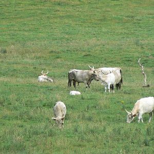 Herd of Chillingham White Cattle - 4 August 2016. Chillingham Wild Cattle P