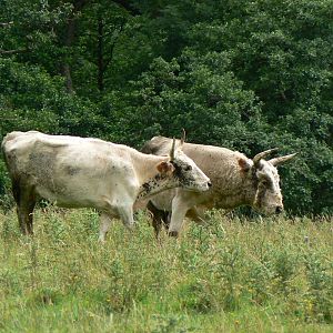 Bull and Cow Chillingham White Cattle - 4 August 2016. Chillingham Wild Cat