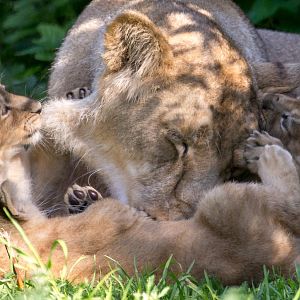 Asiatic lion : Cotswold WP : 17 Jul 2016