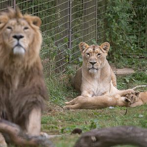 Asiatic lion : Cotswold WP : 29 Jul 2016