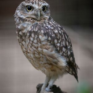 Burrowing owl : Cotswold WP : 29 Jul 2016