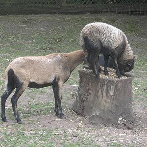 Sprightly Coco, 31st July 2016