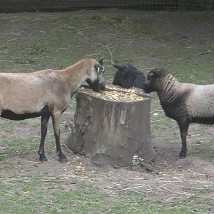 Family meal, 31st July 2016