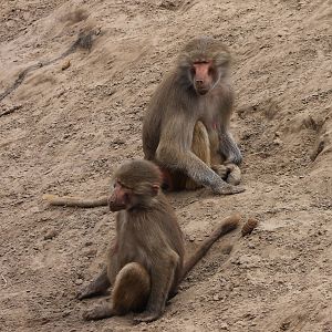 Hamadryas baboons