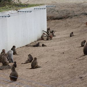 Hamadryas baboons