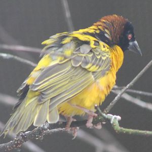 Village weaver