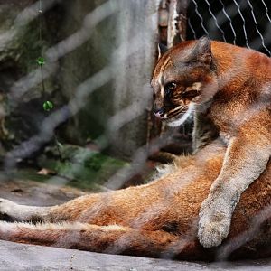 Asiatic golden cat