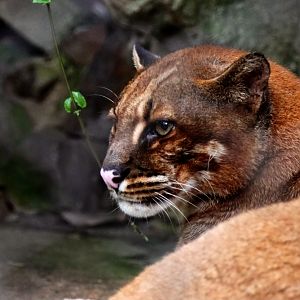 Asiatic golden cat