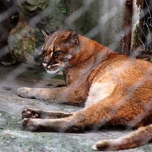 Asiatic golden cat