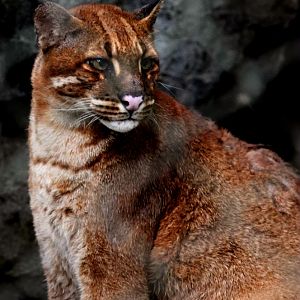 Asiatic golden cat