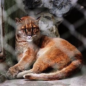 Asiatic golden cat