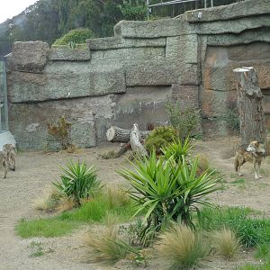 Wolf Canyon: West End