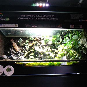 View of Trinidad Stream Frog Enclosure - 6 August 2016, Kirkley Hall Zoolog